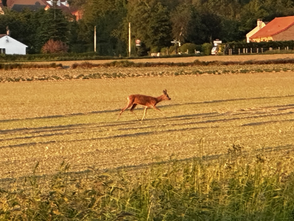 biche