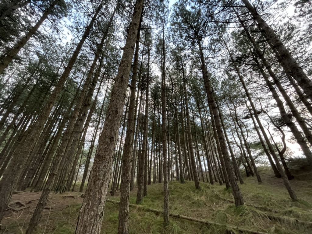 foret de pins